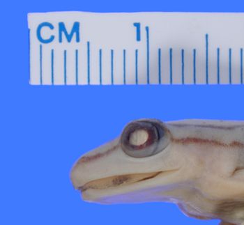 Media type: image; Herpetology A-17647